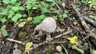 Chlorophyllum rhacodes (Зонтик краснеющий), October 9, 2020