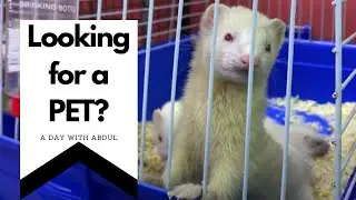 Abu Dhabi's EXOTIC Pets Market [FERRETS THOUGH?!]