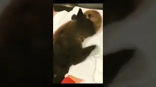 it's time to eat - otter cute | tdt animal #shorts