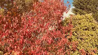 Autumn activities! Beautiful weather 🤩#colors 