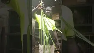grasscutter feeding,the cheapest feed for our livestock #animals #farming #nigeria #farmers #food