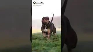 یہ کتا اگر کسی کو کاٹ لے😂😂#shorts #viral #animals #funny