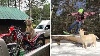 Awesome Goat Is Part Of Stunt Crew