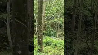 Rubber tree! How to Find Water and Food in a Rubber Tree Forest
