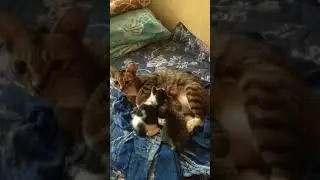 Insting ibu kucing
