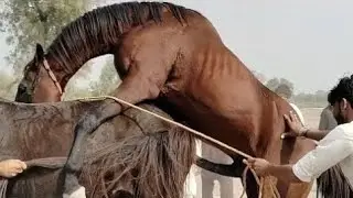Beautiful horse power best breeding season i..❤️❤️❤️
