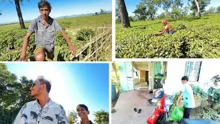 Life of a Tea Planter || Day 5 ||