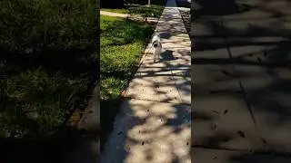 Tuesday TERRIER TROT, SOUTH FLORIDA USA!, just dog walking & nothing else!, #dog, #doglife, #shorts