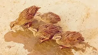 teetar chicks iurani teetar k Bache full size or healthy 