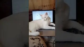я всем мишаю никто не будет играть в комп #kittenfunny