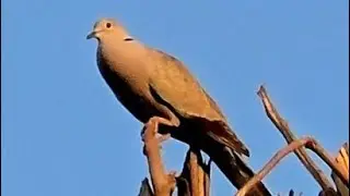 Dove Song| Dove Call | Dove Relaxing Sounds Effects