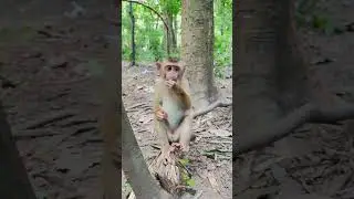 The most beautiful baby monkey