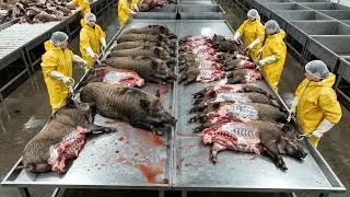 Inside the Wild Boar Leather Factory From Farm to Luxury Goods (Full Process)