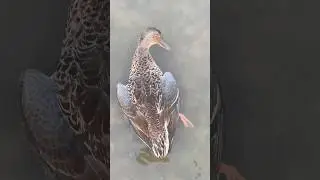 Beautiful Shoveler Duck🦆|Hunting by decoys 2025