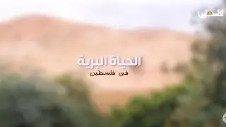 الحياة البرية في فلسطين ... طائر الحجل الشنار