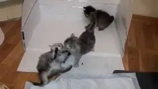Атикус мочит всех