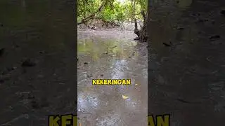 Ratusan ikan,terjebak di rawa yang kekeringan. #shorts