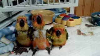 Sun Conure Babies