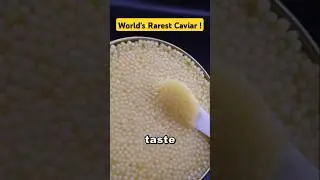 Almas Caviar, Fish Eggs Worth Their Weight in Gold ! #AlmasCaviar #animals