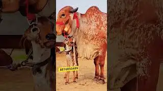 👌100%Pure Gir Cow Sell Ajmer Rajsthan 88160- 50489#gircow​ #shorts​