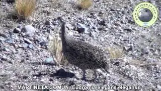 Martineta Comun Eudromia elegans elegans