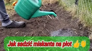 Jak sadzić miskanta olbrzymiego. Szklarnia z poliwęglanu znaleziona. Więcej info, wtorek, środa.