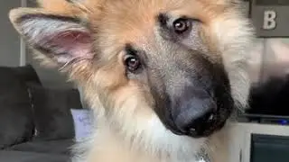 German Shepherd head tilts guaranteed to improve your day by 200%