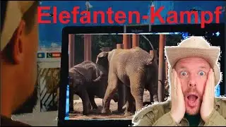 Streit unter Elefanten! Experte erkl&auml;rt die gezeigte Situation.