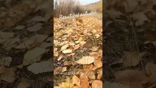 Осень #красиваяосень #осеньзолотая #autumnwalk  #autumn #autumncolors #beautiful #nature #earth