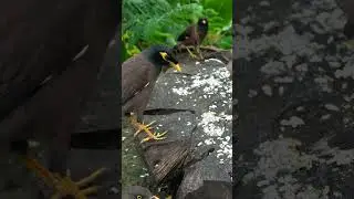 Cat Tv Birds View #birds #cat #kitten #dog #entertainment