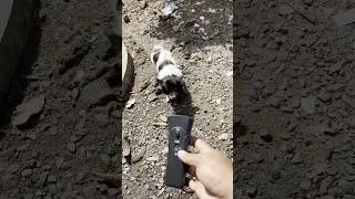 Dog Repeller Gadget !!