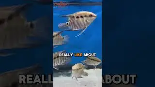 Check out the Festivum/Flag Cichlid With Mike B! #imperialtropicals #fish #tropicalfish #aquarium