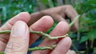Aprenda a fazer mudas de melão Andino