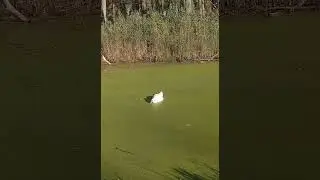 Swan Eating Alone in the Canal.  10-10-24.