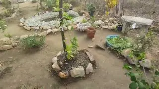 Fazendo o replante de mais algumas coisas 🌿😍