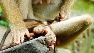 SOFT CARE  .. MUMMY LYBBY AND TINY BRADY