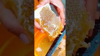 Man finds secret honeycomb inside a mountain tree 🍯 | Tasty honey harvest #hottrend #shorts #honey