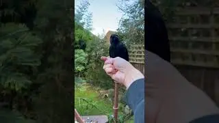 Worm Muncher!