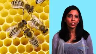 Local Honey & Allergies Myth | HealthiNation