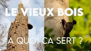 Des ARBRES MORTS en forêt ? PAS DE PANIQUE, c'est ESSENTIEL à la biodiversité