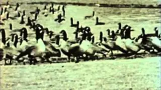 Jack Miner Migratory Bird Sanctuary 1915