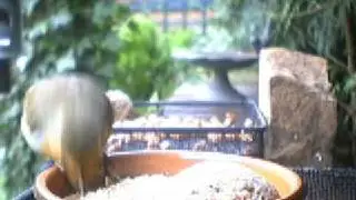 Robin ~ my birdcam feeder ~ British Birds UK ~ wildlife videos