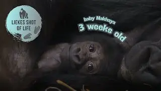 WHAT A CUTE LITTLE BABY GORILLA, A SIBBLING FOR MAKONGO!