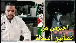 سلالة ب 500جني نصابين السلالات وسبب خسائر مربي الارانب شوف احد المتابعين ومعدلات التحويل