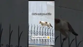 Cat's unique skills funny video #shorts #adorablecats #talentcats #cats #funnycats