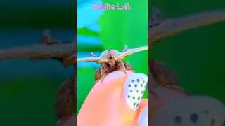 I am a #fairy 🧚🏽&zwj;♀️ #cute #moth #bugs #magic #nature #insects #garden #plants #magic #pokemon