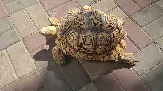 Turtle 