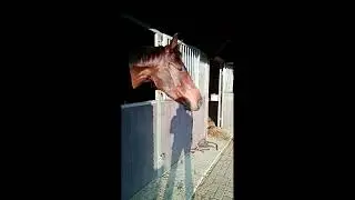 verlating diego