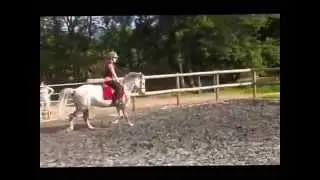Polly WBPR First Ridden . Ridden Part bred.