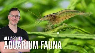All About Freshwater Aquarium Fish, Shrimp, & Snails | EP5 Planted Tank Overview